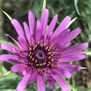 Salsify (Tragopogon porrifolius)