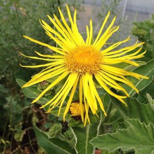 Elecampane (Inula helenium)