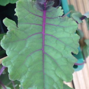Cottagers Kale (Brassica oleracea var acephala)