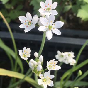 Daffodil Garlic (Allium neapolitanum)