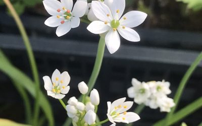 Daffodil Garlic (Allium neapolitanum)