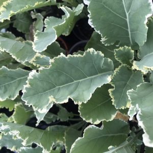 Daubenton Perennial Kale 'Panache' ( Brassica oleracea ramosa)