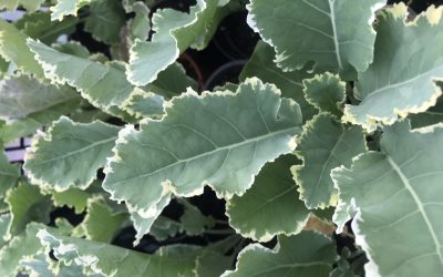 Daubenton Perennial Kale ‘Panache’ ( Brassica oleracea ramosa)