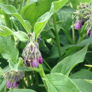 Comfrey Bocking 14 (Symphytum x uplandicum)