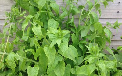 Caucasian Spinach (Hablitzia tamnoides)