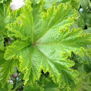 Vegetable Mallow (Malva verticillata v. crispa)