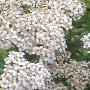 Yarrow (Achillea millefolium)