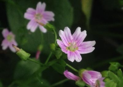 Siberian Purslane / Pink Purslane (Claytonia sibirica / Montia sibirica)