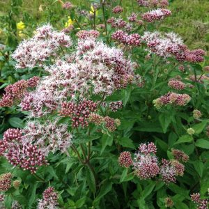 Hemp Agrimony (Eupatorium cannabinum)