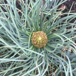 King's Spear (Asphodeline lutea)