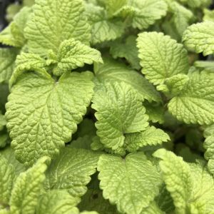 Lemon Balm (Melissa officinalis)