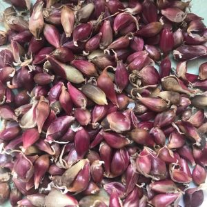 Serpent Garlic (Allium sativum ophioscorodon) BULBILS