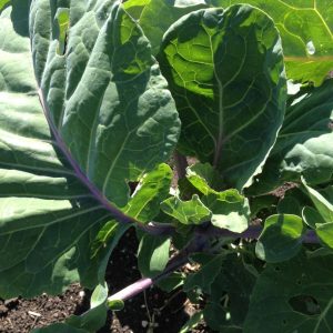 Taunton Deane Perennial Kale