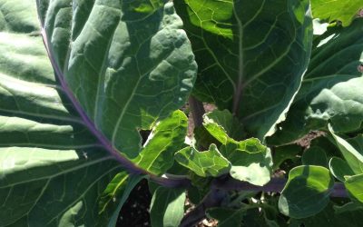 Taunton Deane Perennial Kale