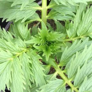 Common Valerian (Valeriana officinalis)