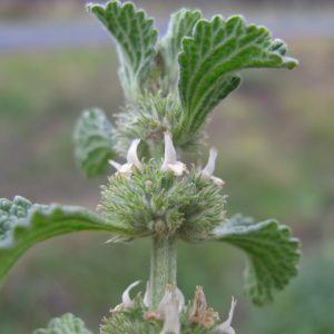 Horehound (Marrubium vulgare)