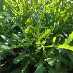 Wild Rocket (Diplotaxis tenuifolia)