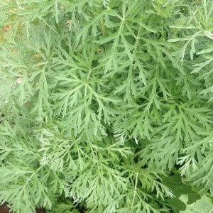 Wormwood (Artemisia absinthium)