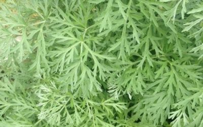 Wormwood (Artemisia absinthium)