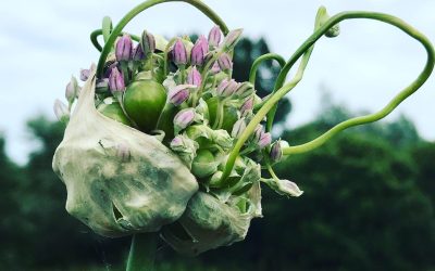 Babington Leek (Allium ampeloprasum) –  BULBILS