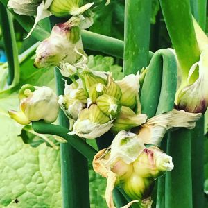 Egyptian Walking / Tree Onion (Allium proliferum)