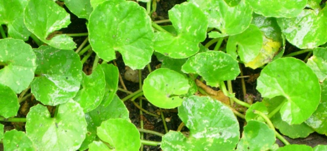 Gotu Kola and Tulsi plants now available