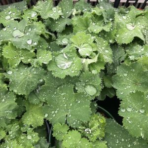 Lady's Mantle (Alchemilla mollis)