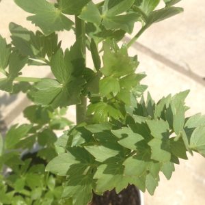 Lovage (Levisticum officinale)