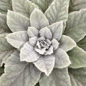 Common Mullein (Verbascum thapsus)