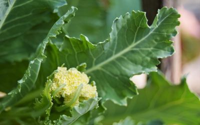 Nine Star Perennial Broccoli (Brassica Oleracea Botrytis Asparagoides)