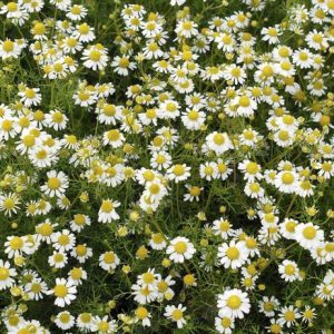 Roman Camomile/Chamomile (Anthemis nobilis/Chamaemelum nobile)