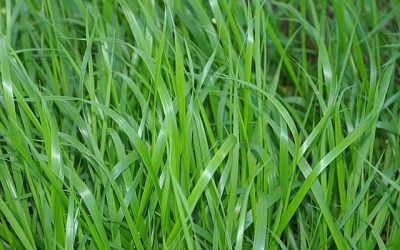 Sweet Grass, Holy Grass, Vanilla Grass (Hierochloe odorata)