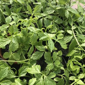 Jiaogulan - Sweet Tea Vine (Gynostemma pentaphyllum)