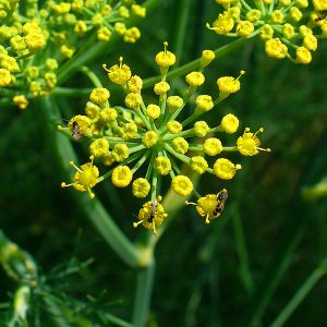 Fennel (Foeniculum vulgare)