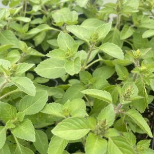 Tulsi / Holy Basil (Ocimum tenuiflorum)