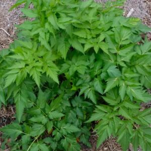 Korean Celery (Dystaenia takesimana)
