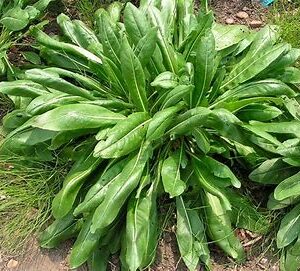 Woad (Isatis tinctoria)