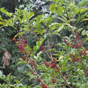 Nepal Pepper Tree (Zanthoxylum alatum)