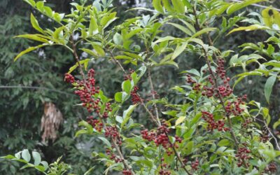 Nepal Pepper Tree (Zanthoxylum alatum)