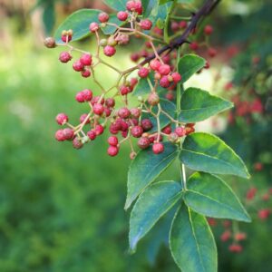 Chinese / Szechuan Pepper Tree (Zanthoxylum simulans)