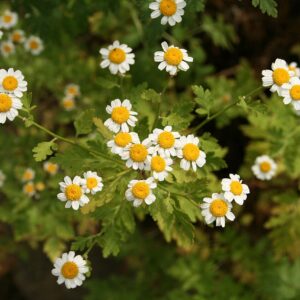 Feverfew (Tanacetum parthenium)