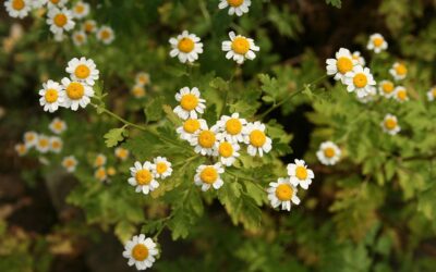 Feverfew (Tanacetum parthenium)