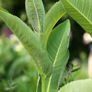 Horseradish (Armoracia rusticana)