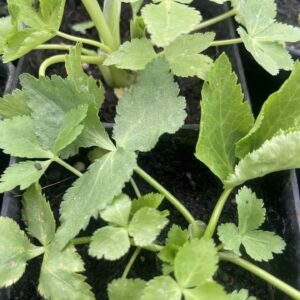 Mitsuba Japanese Parsley (Cryptotaenia japonica)