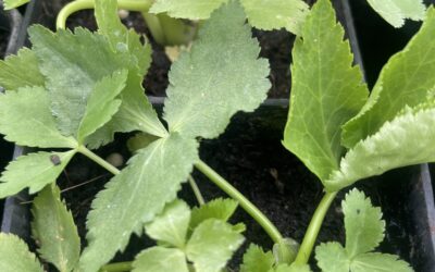 Mitsuba Japanese Parsley (Cryptotaenia japonica)